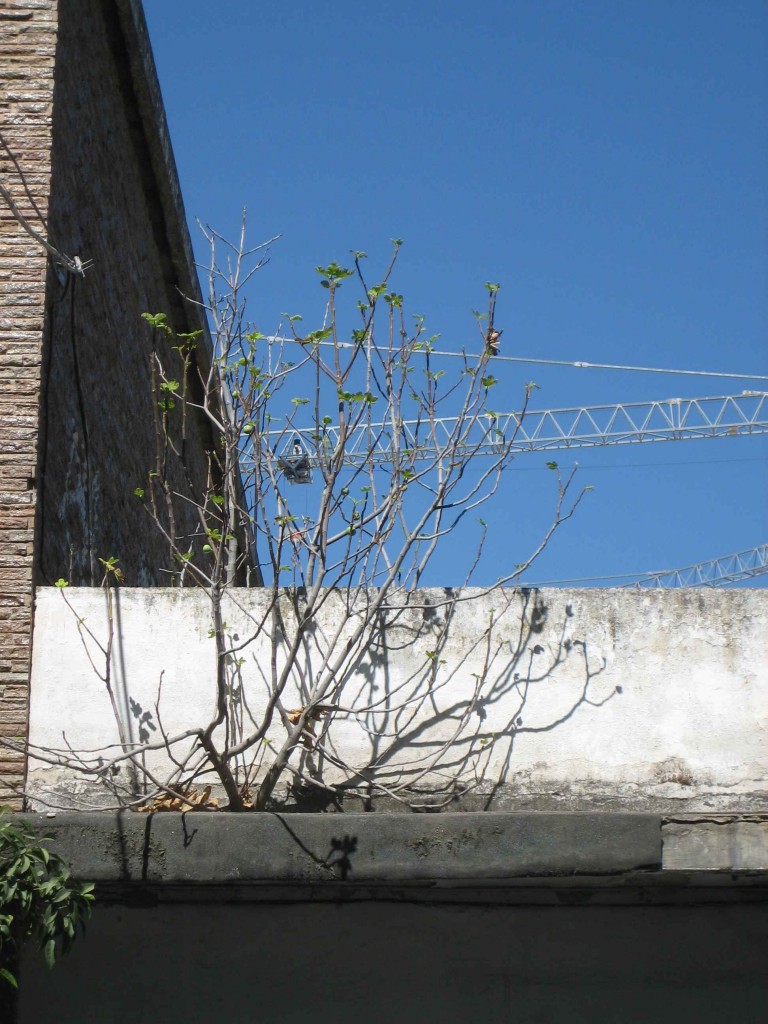 Nos comeremos sus frutos Nos comeremos sus frutos